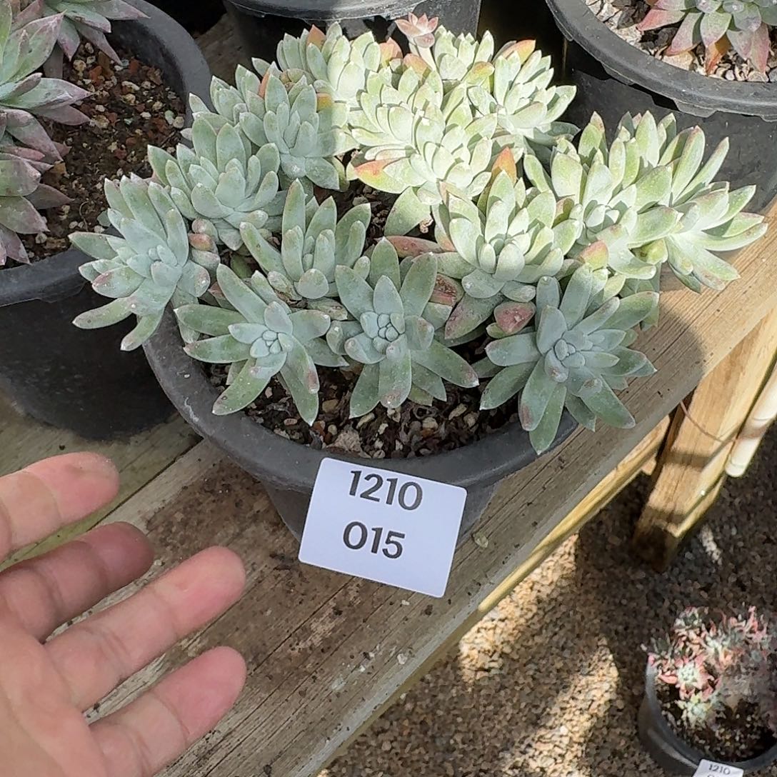 北***板多肉植物一物一拍1210015