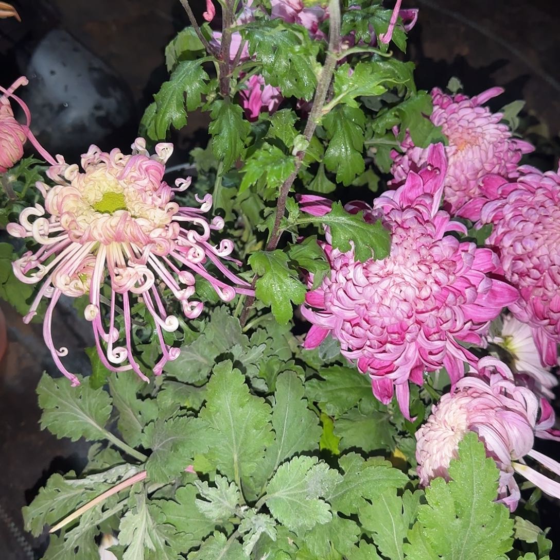 全部花朵M00000006