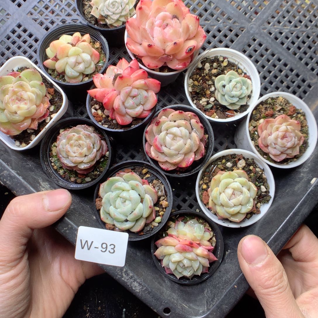 无花朵W93。yyyyyyyy