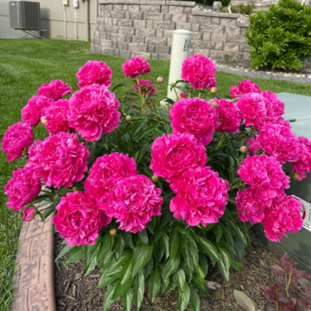 【大富贵】红色观赏芍药花苗重瓣芍药耐寒山东菏泽先发肥，秋季发苗