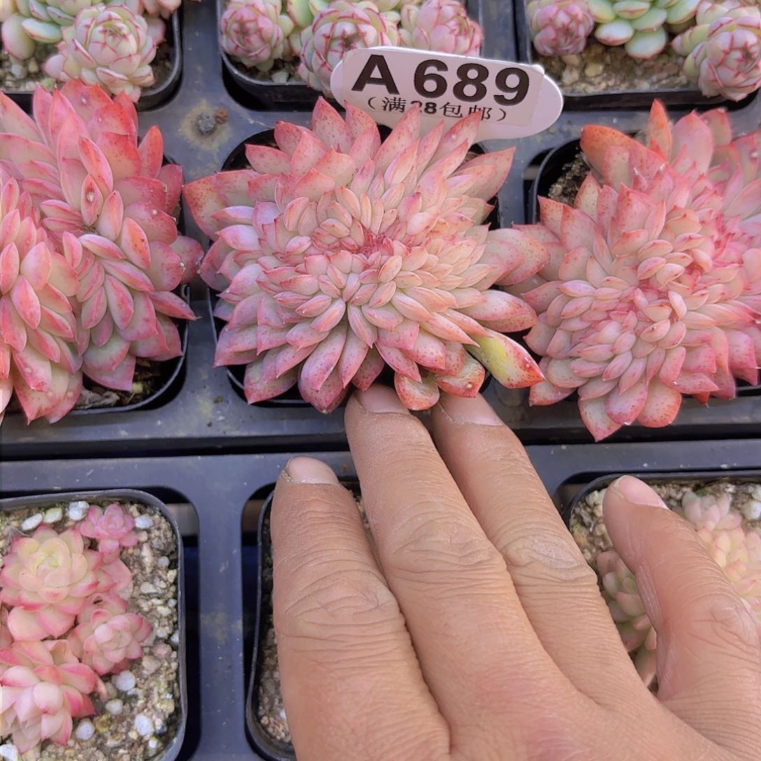 A689荷花缀一物一拍