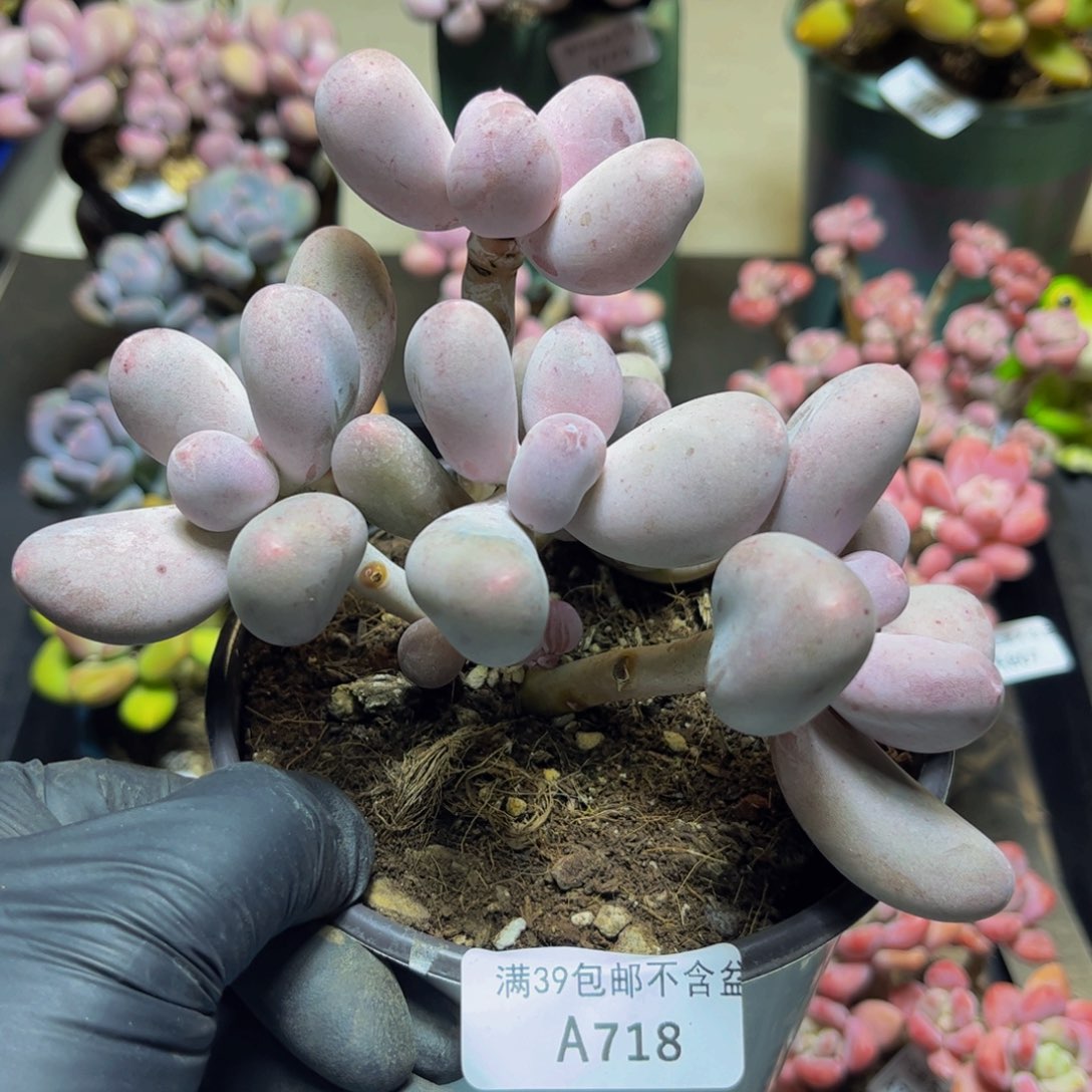 883米可奶酪13厘米多肉