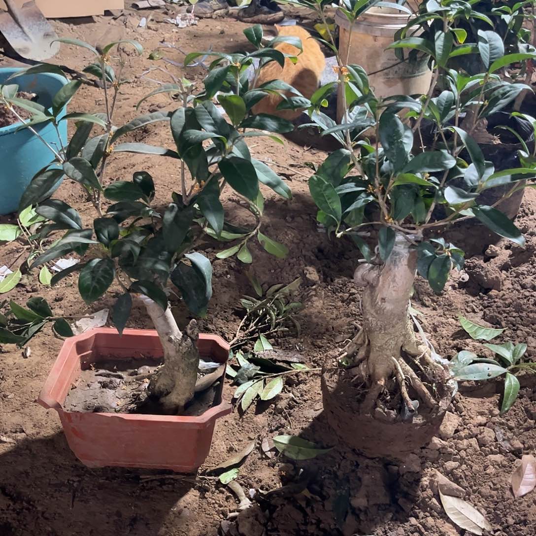 当前无花栽培后可以开花难**涂