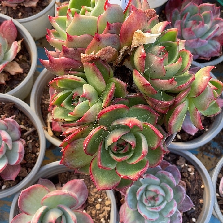 春***冬3//////////////////