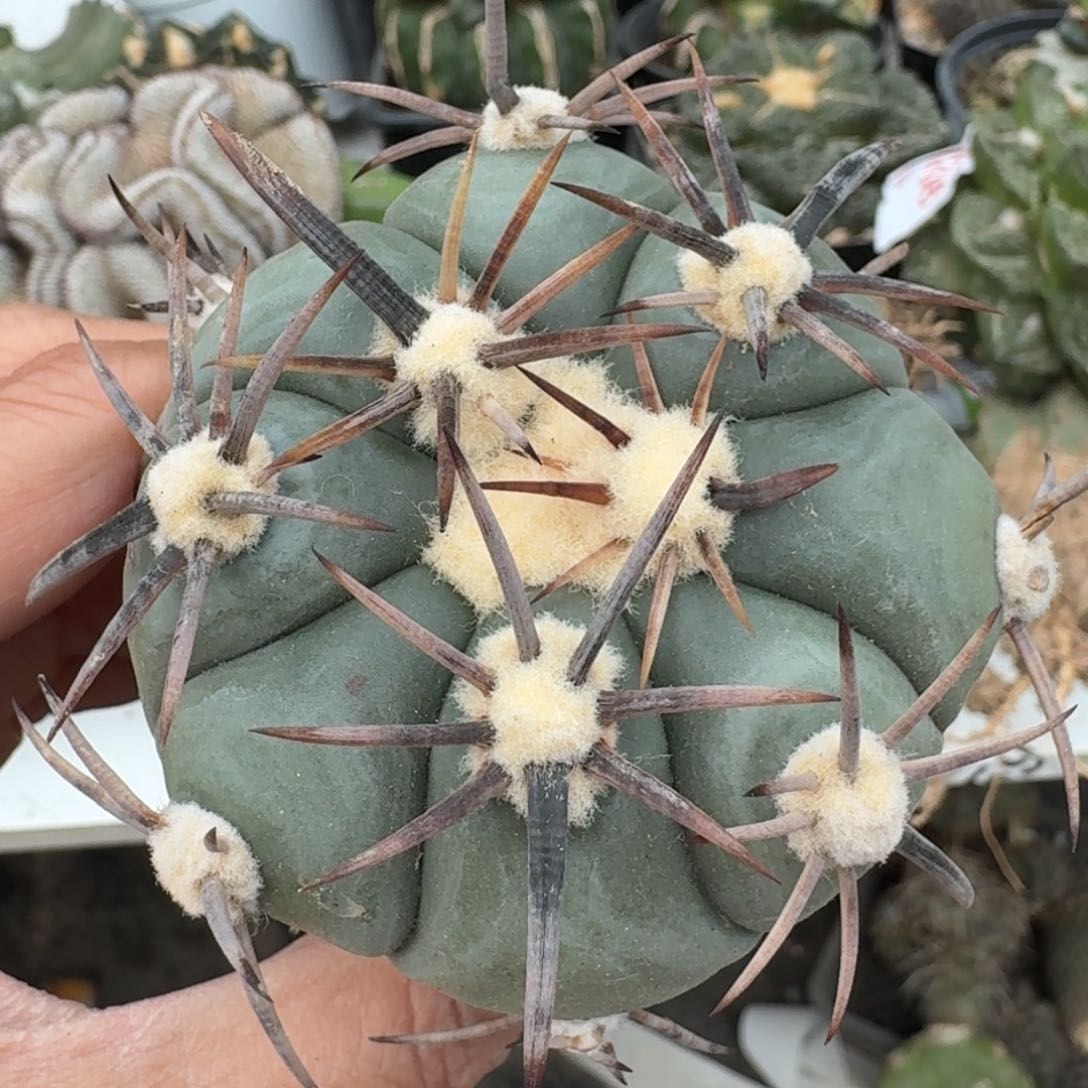 【闪购商品】苗接雷帝