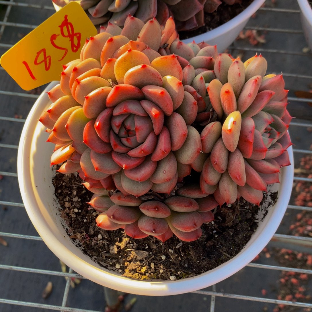 1858-10-23一物一拍