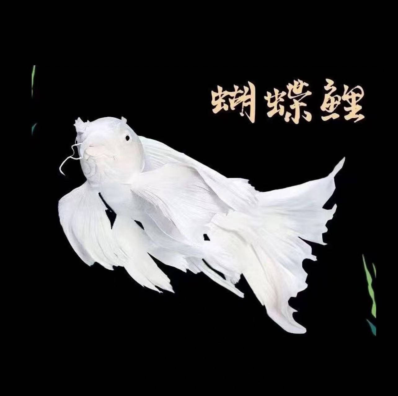 九鲤白色普身蝴蝶鲤（一物一拍.对版发货）