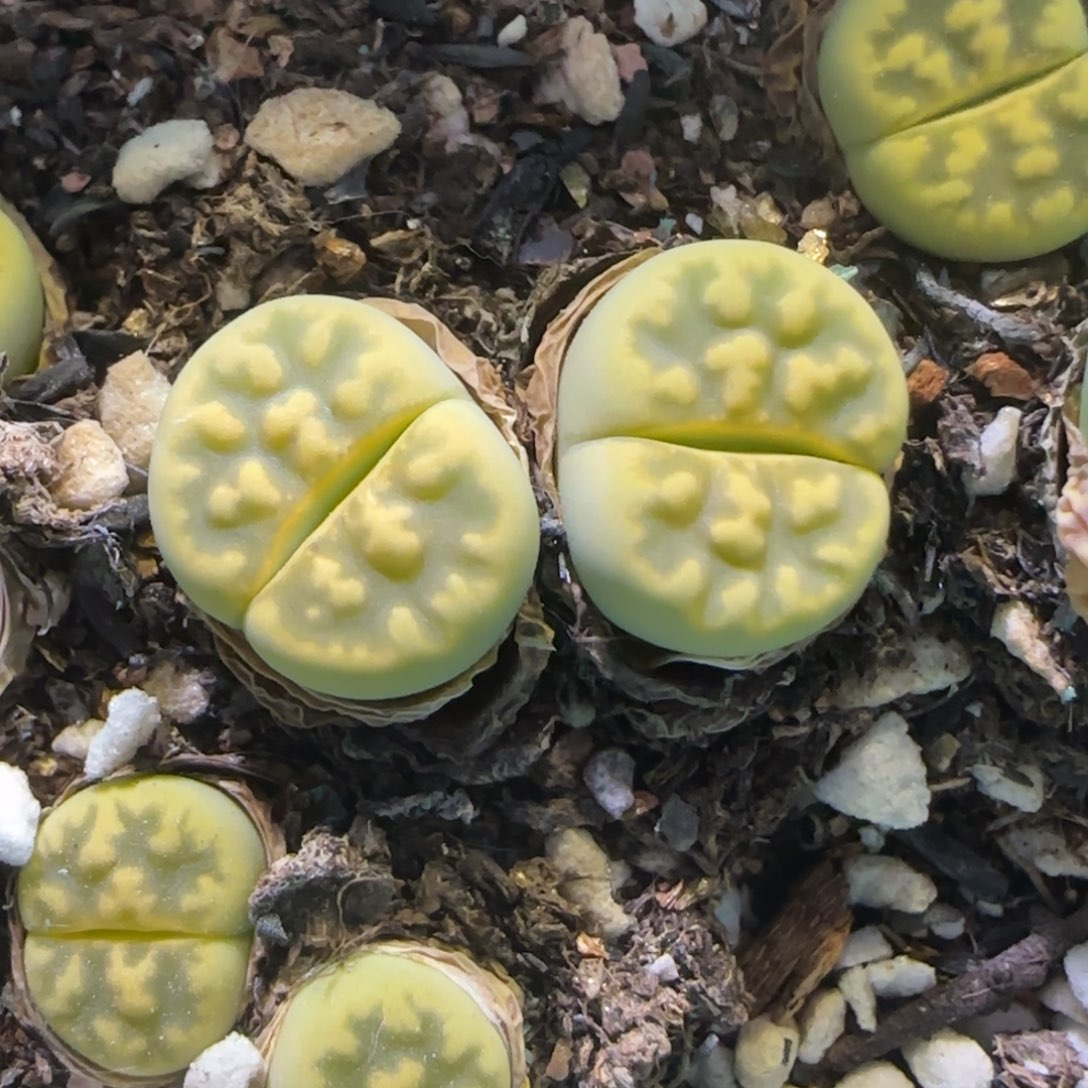 4.21，绿朱弦一颗双头。冠幅2.1公分。9001