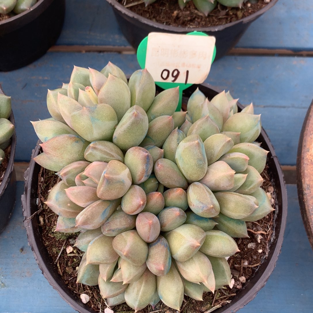 红象牙矮桩平头091