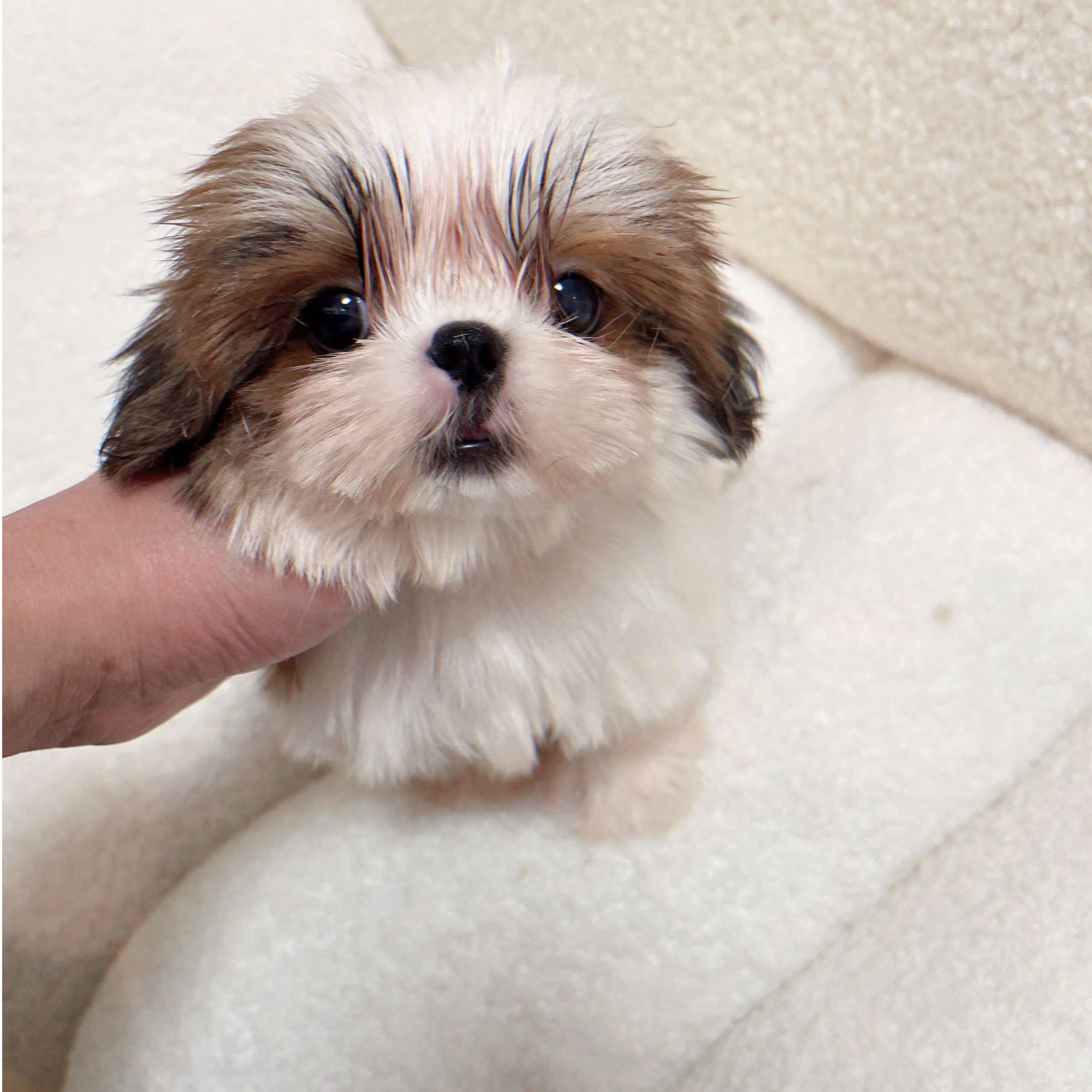 超可爱西施犬西施幼犬弟弟XS2502