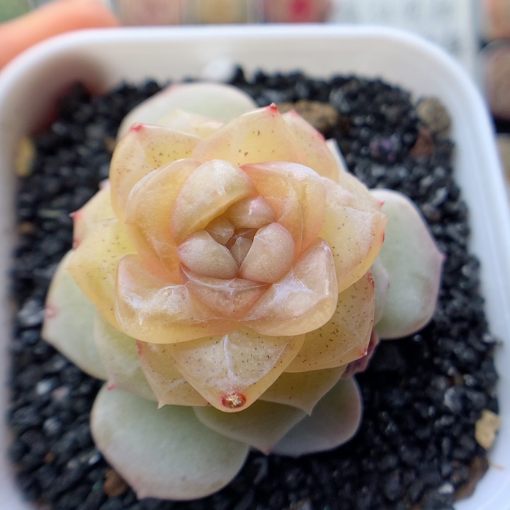 多肉植物。 糖心55