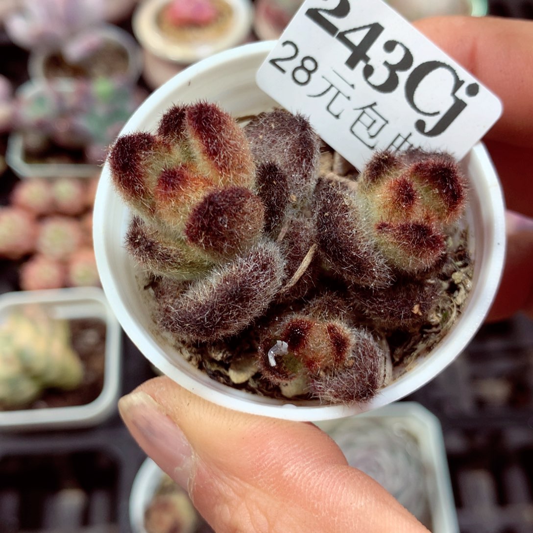 5厘米盆精控多肉243