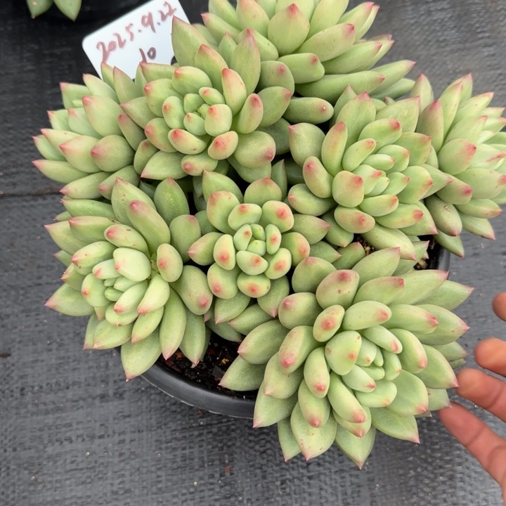 一物一拍米其林10