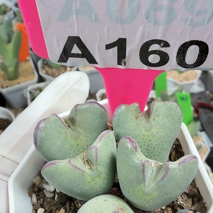 160nnmmmmmmmmmmmm