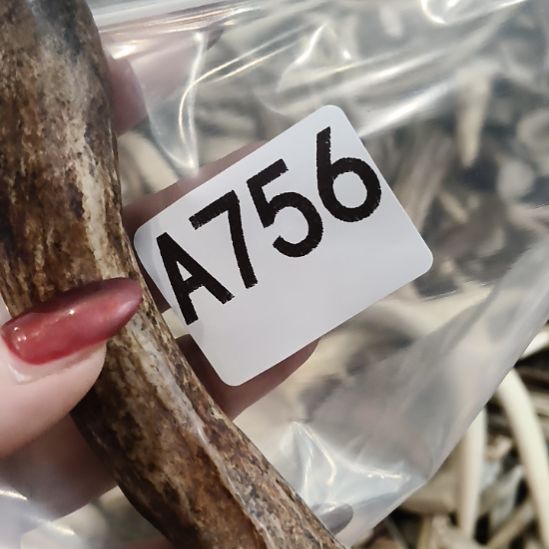 *****鹿角鹿角鹿角鹿角鹿角鹿角