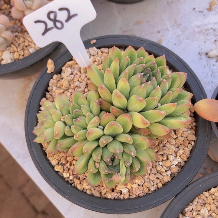 健健康康平平安安