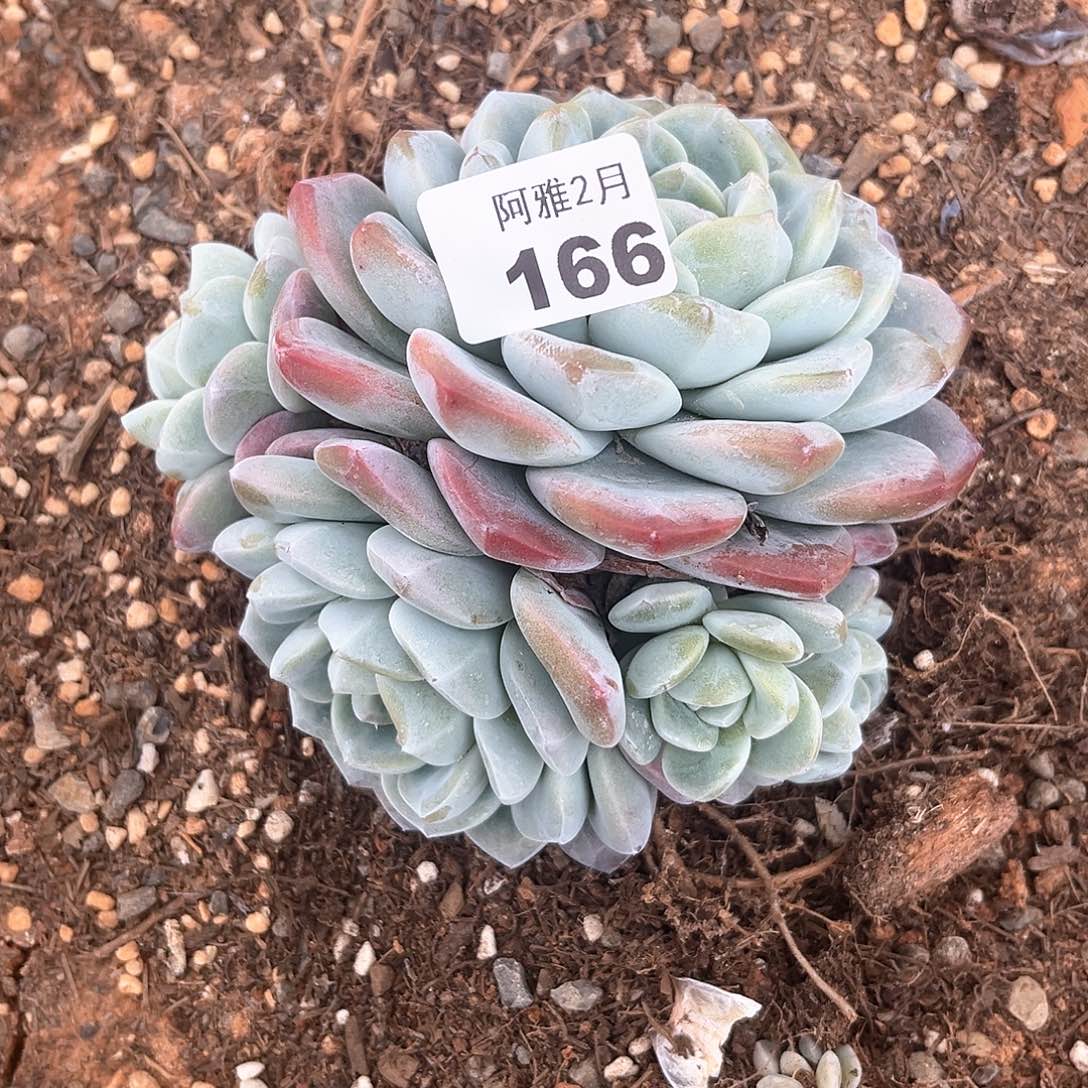 阿雅园艺。    166