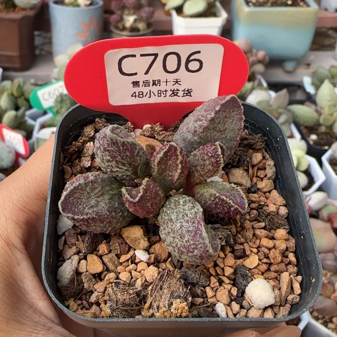 花猪肝。    706。     