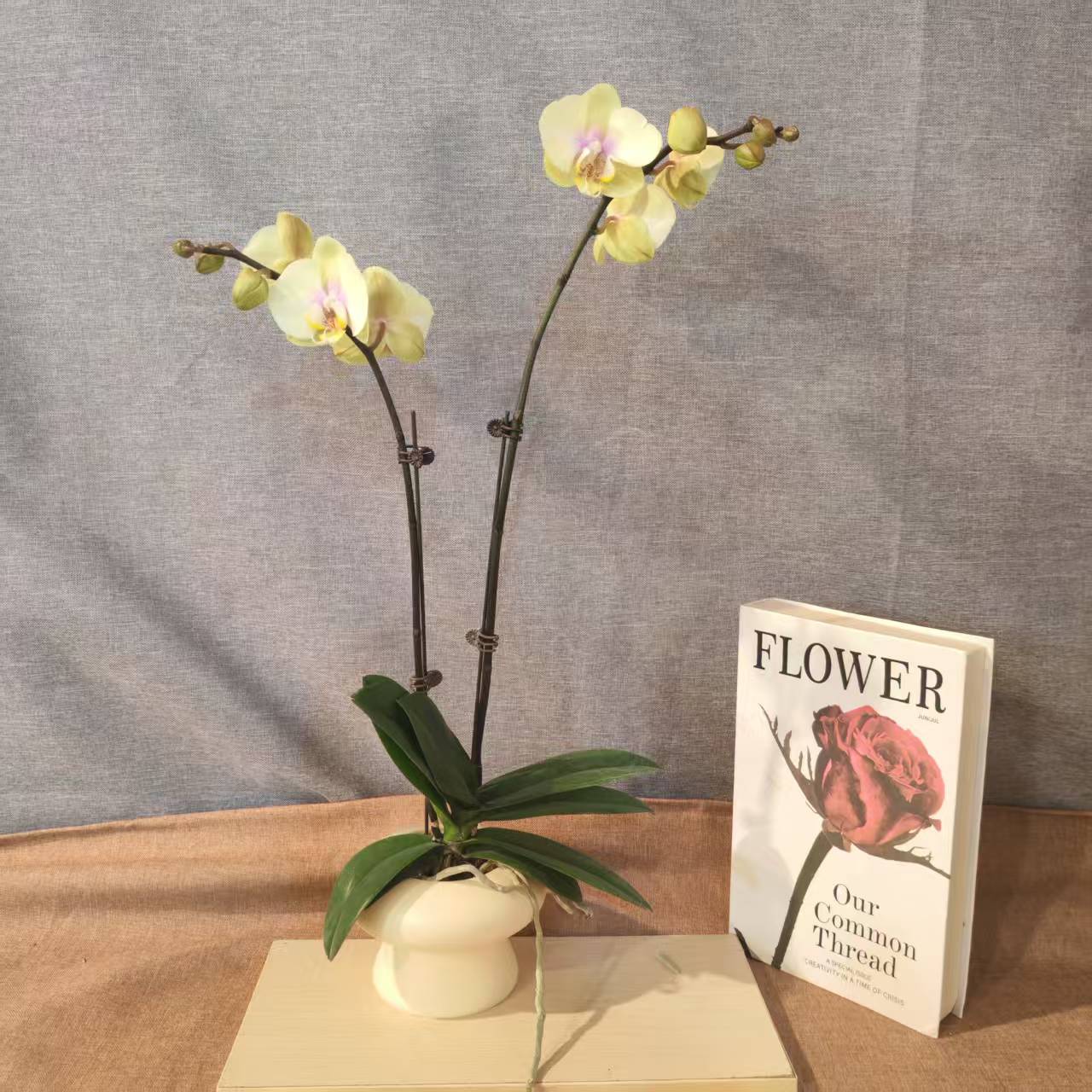 【巴黎恋人】蝴蝶兰室内种植观赏送礼带花 发货