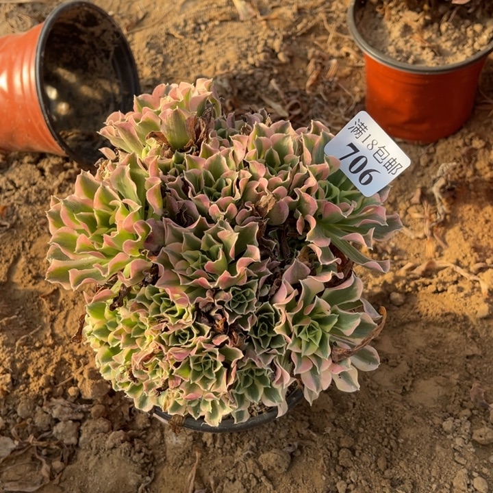 ****颜706白凤绣球4号棚