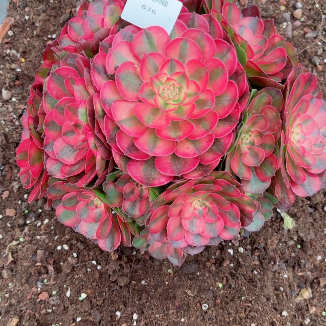 31法师锦多肉836荔枝发货