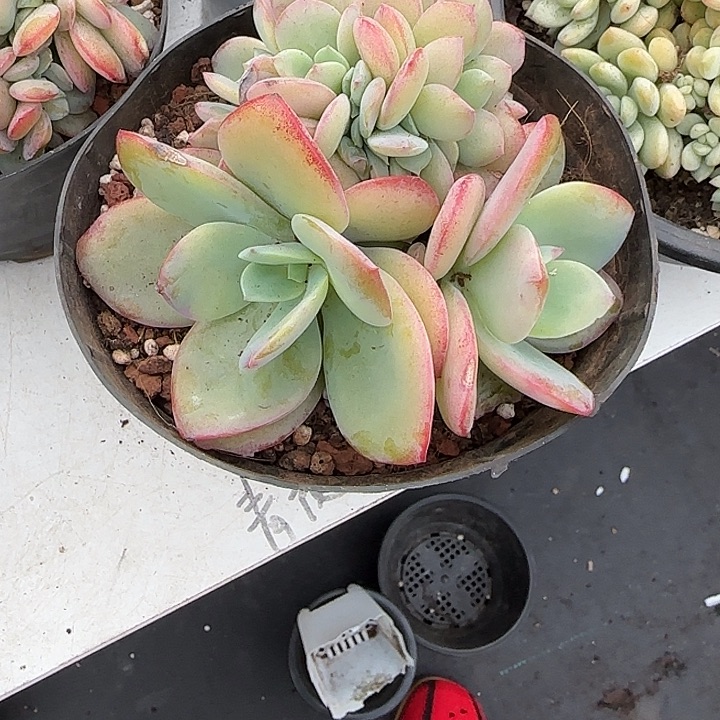 青蛙王子儿童牙膏套装11