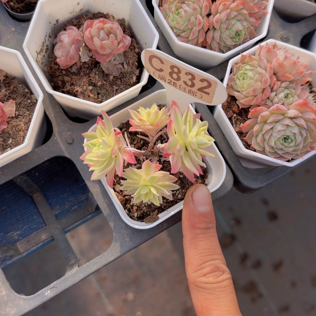 C832博化妆锦一物一拍