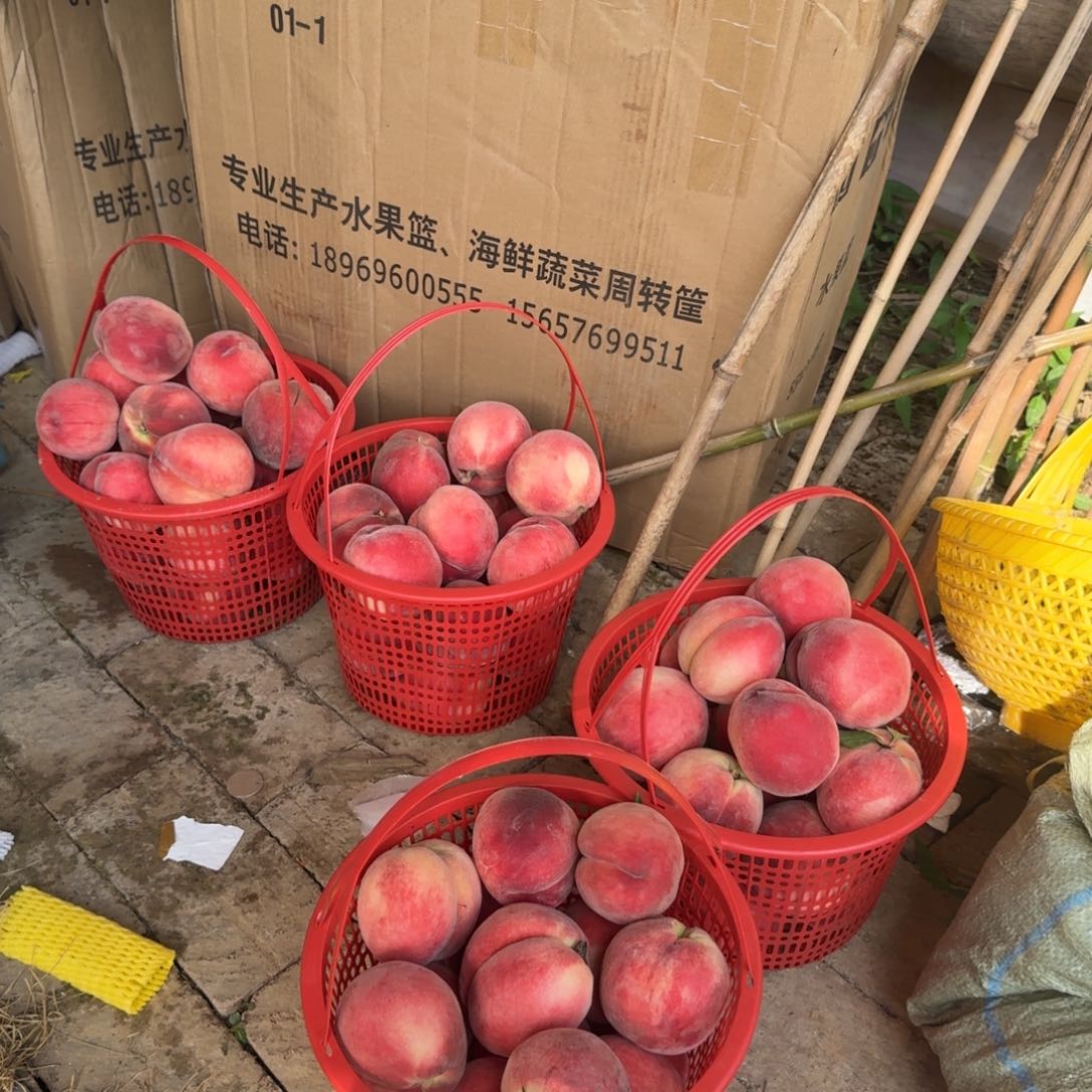 脆桃5斤中国大陆