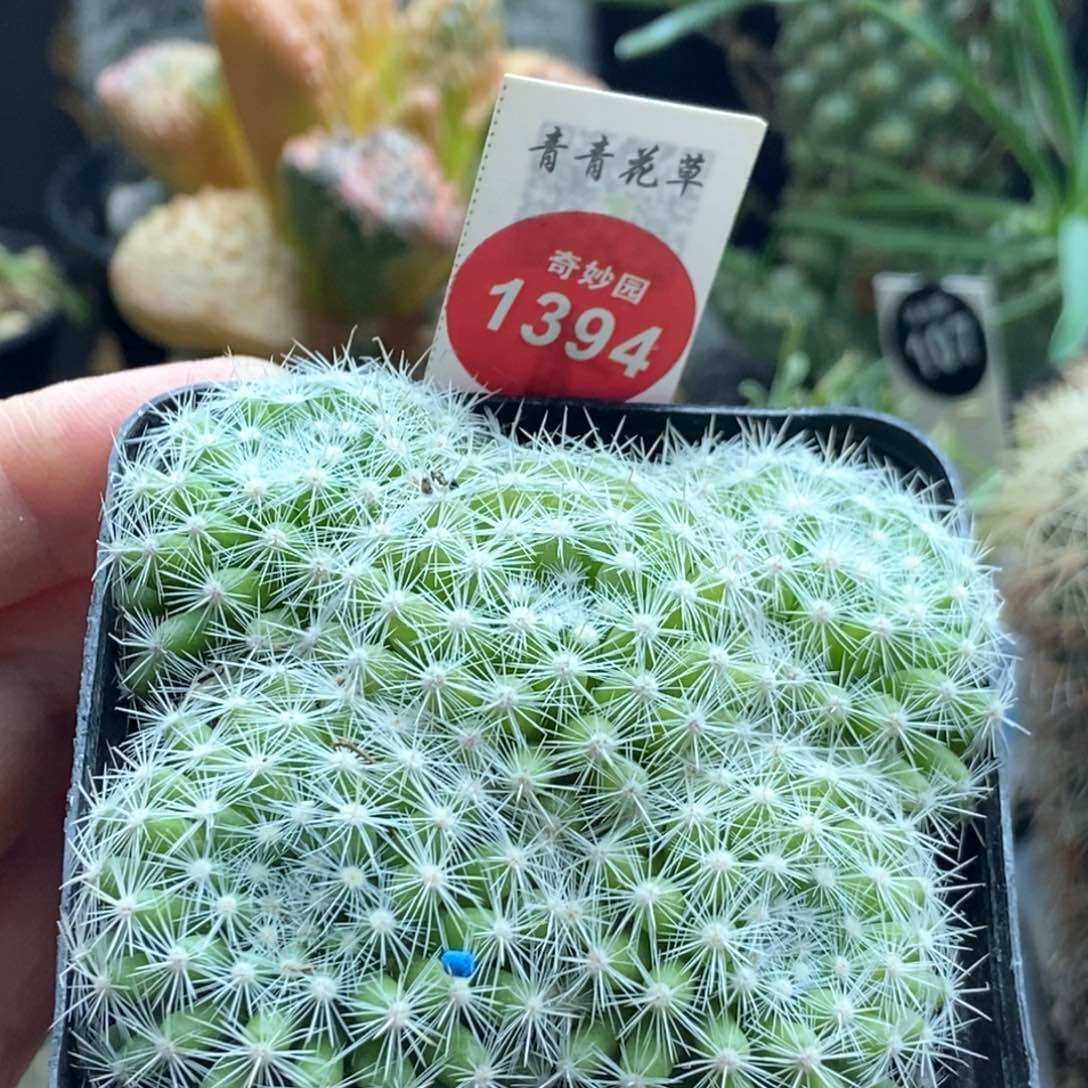 实生樱月丸群一颗