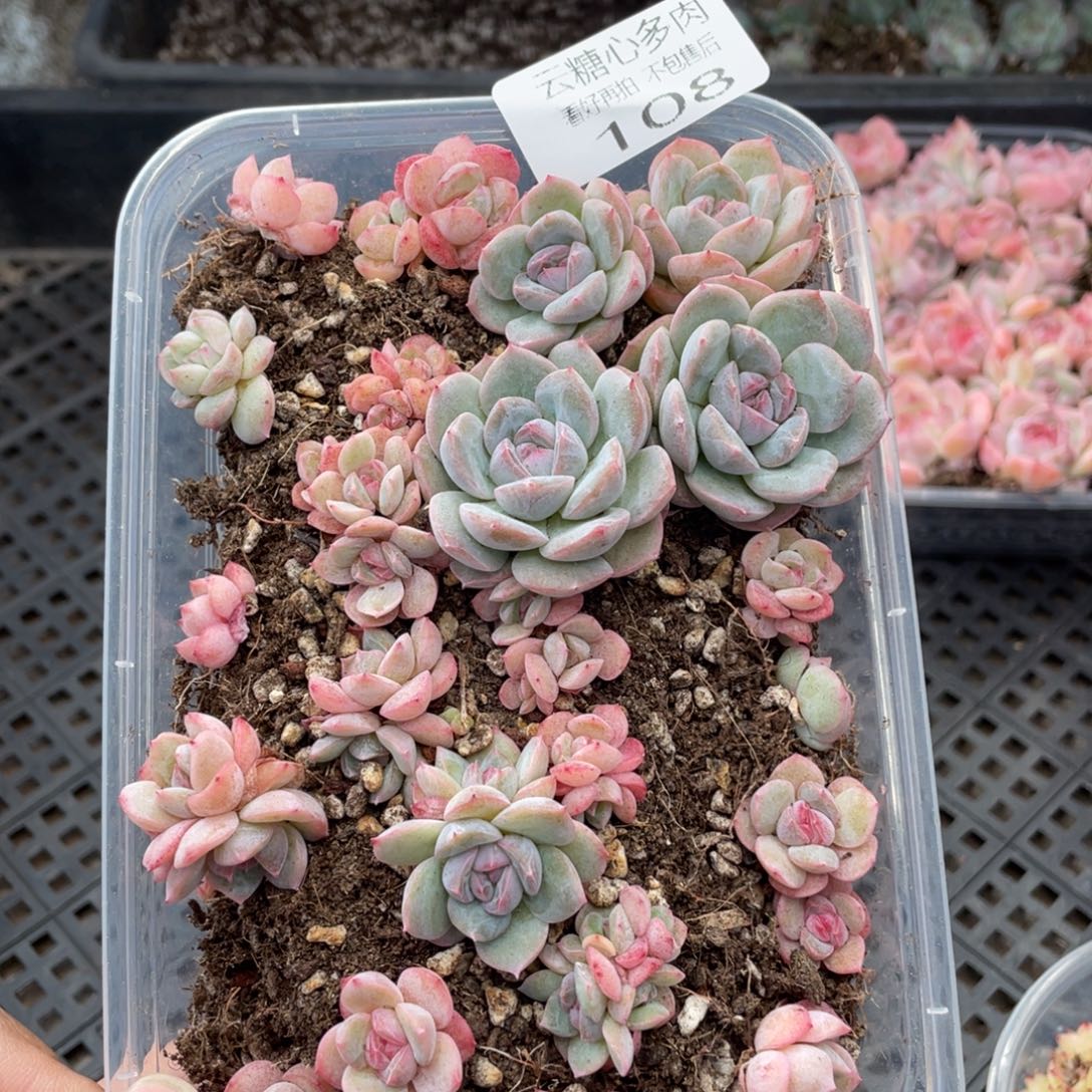 云糖心多肉植物108