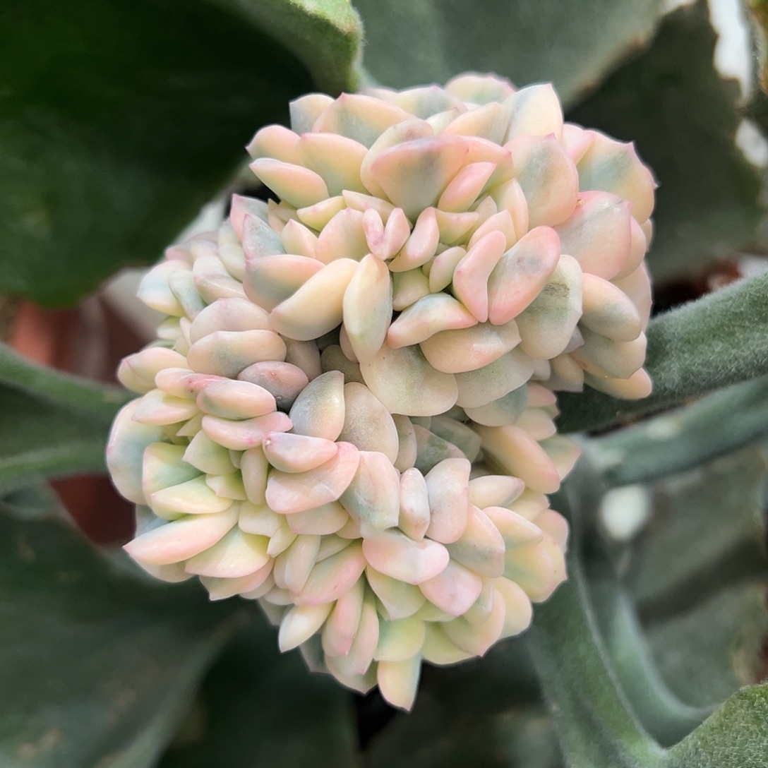 血精灵锦缀多肉植物