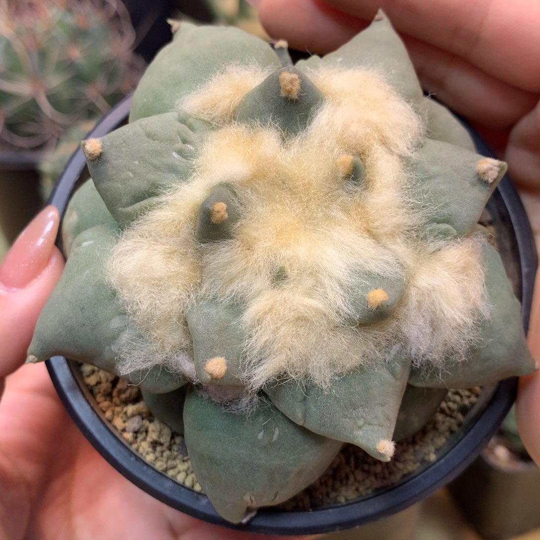       16号 自根出根 翘尤青瓷怒涛10公分