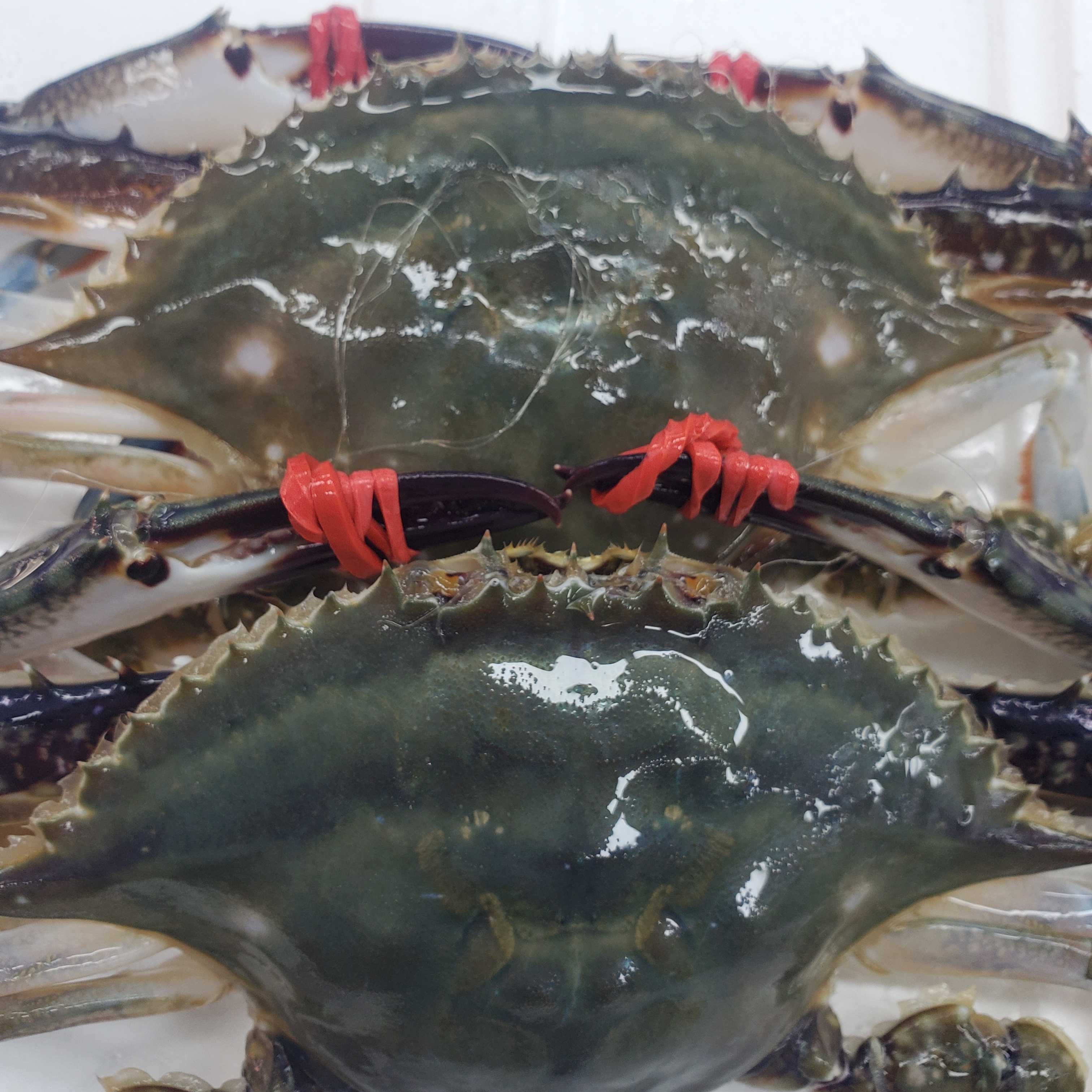 东港小公飞蟹3斤22只左右（单只1-1.5两左右两保鲜不保活）