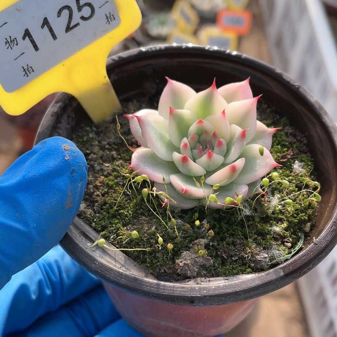 【闪购商品】过*1125人