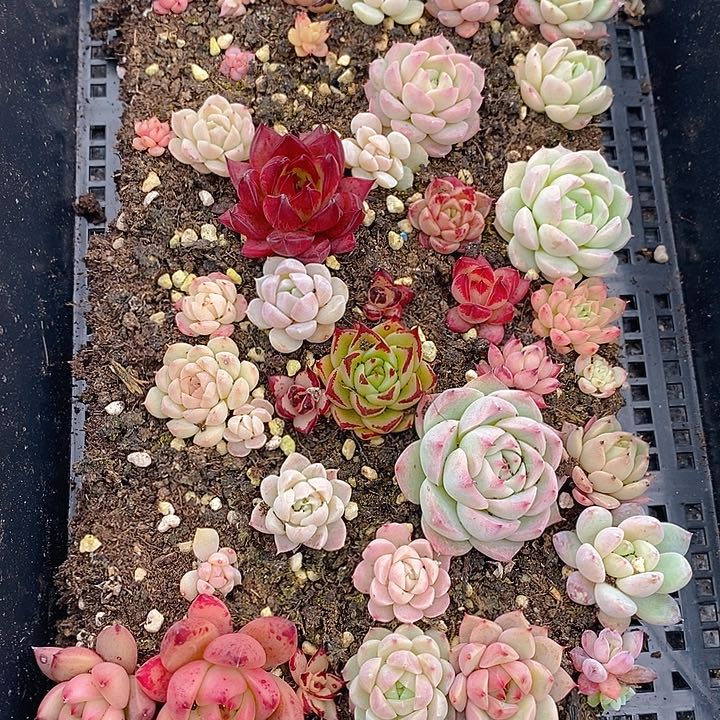 127 多肉植物盆栽花卉植物