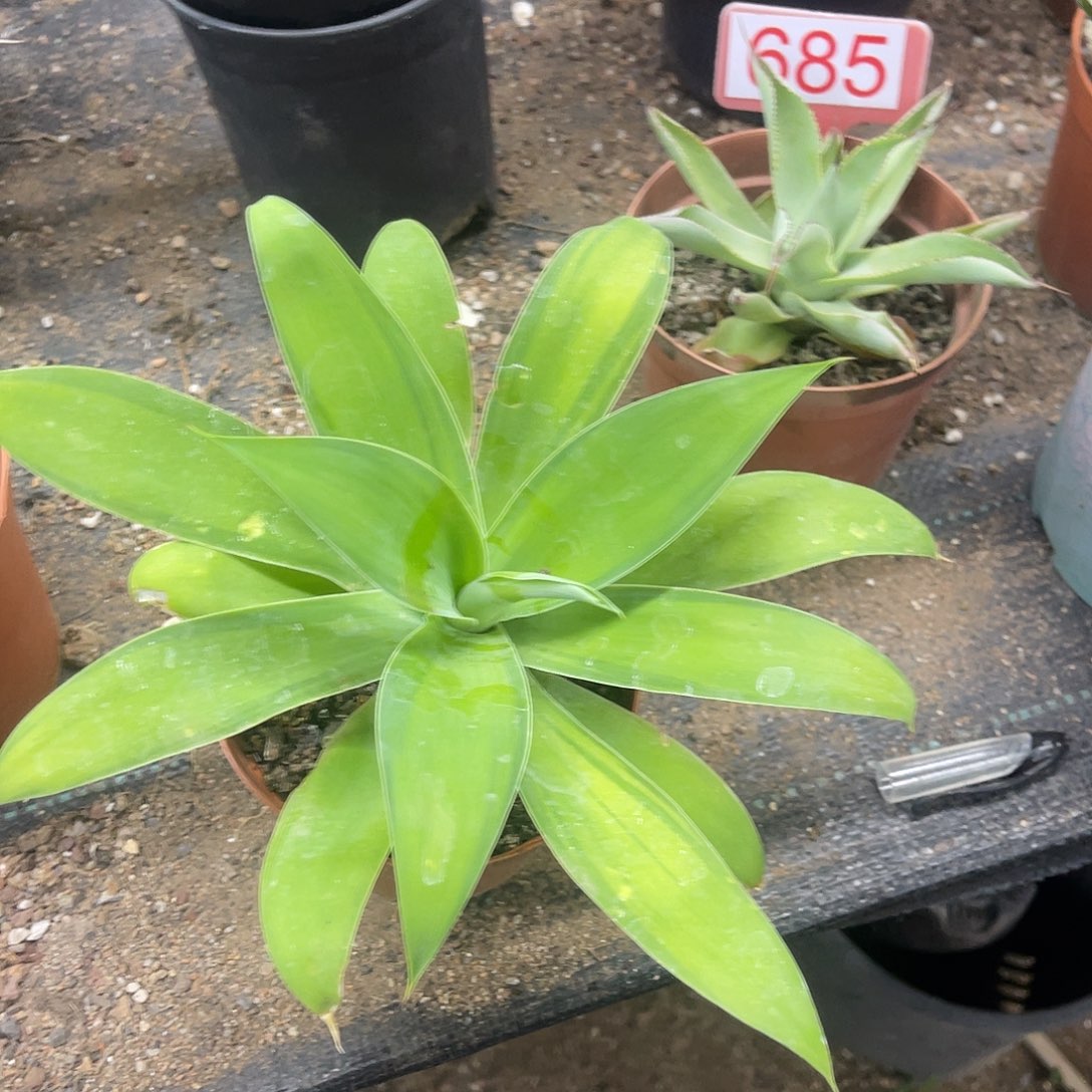 狐尾浅中斑龙舌兰系列