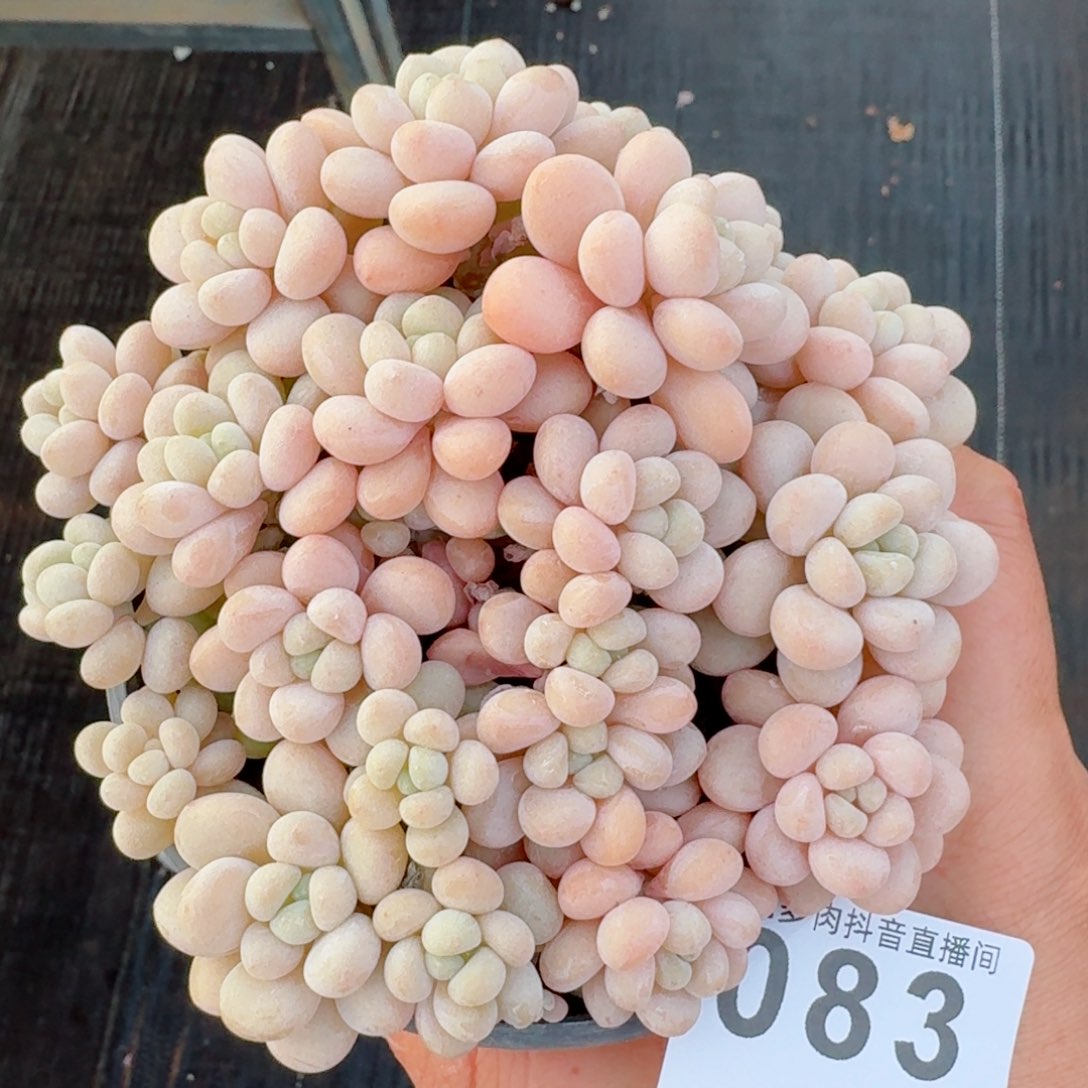 洛可可         精品多肉