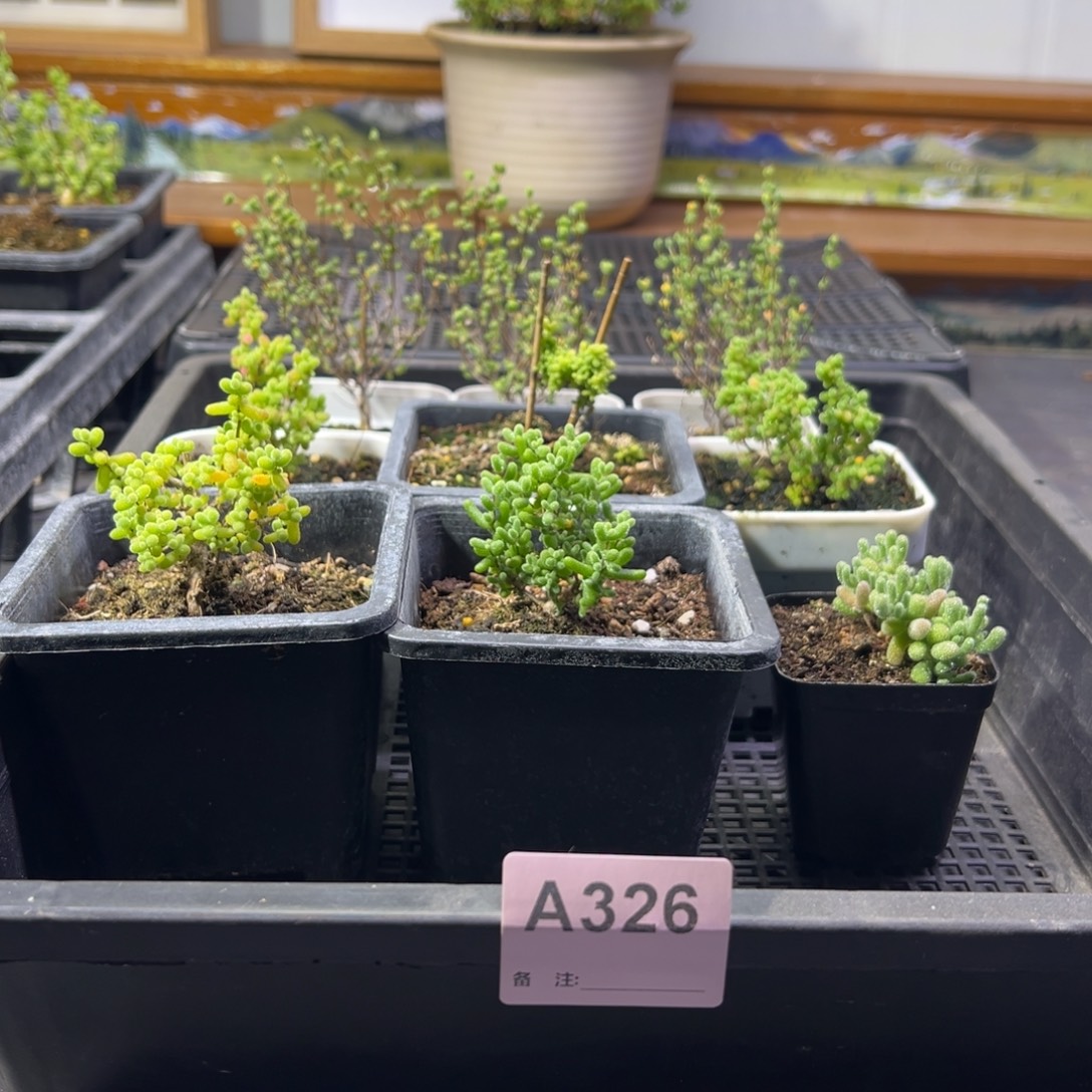 枝干番杏多肉植物326安