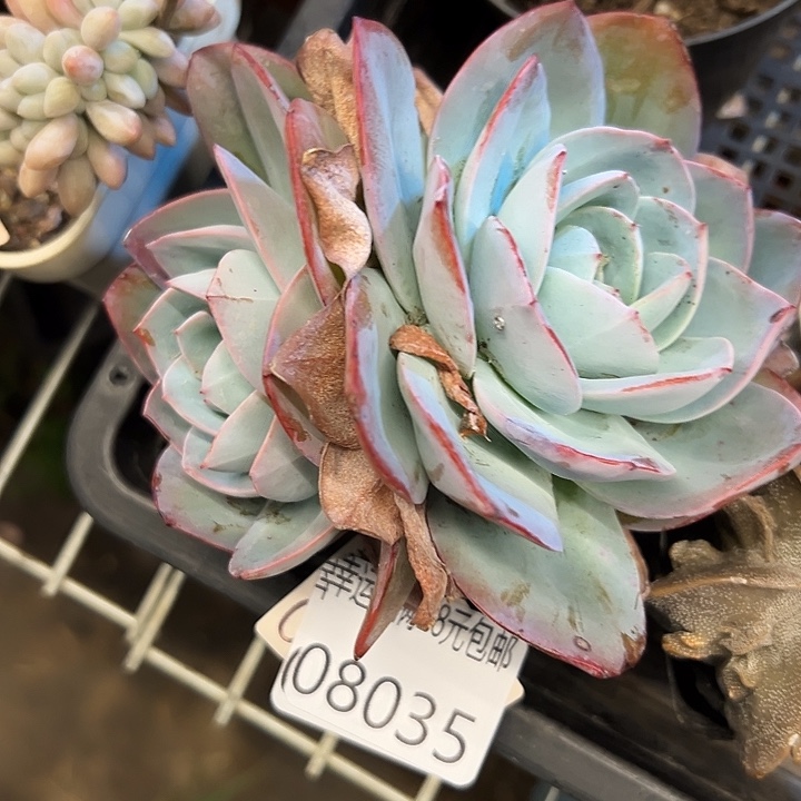 幸运的是我没有遇到过幸运