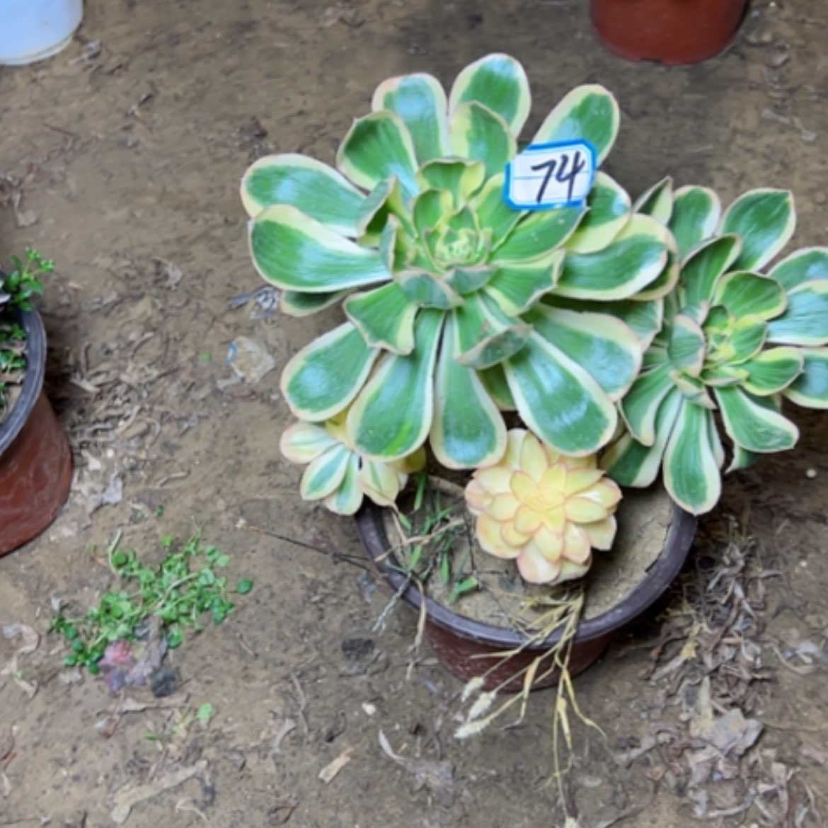 【闪购商品】多肉植物艳姿74