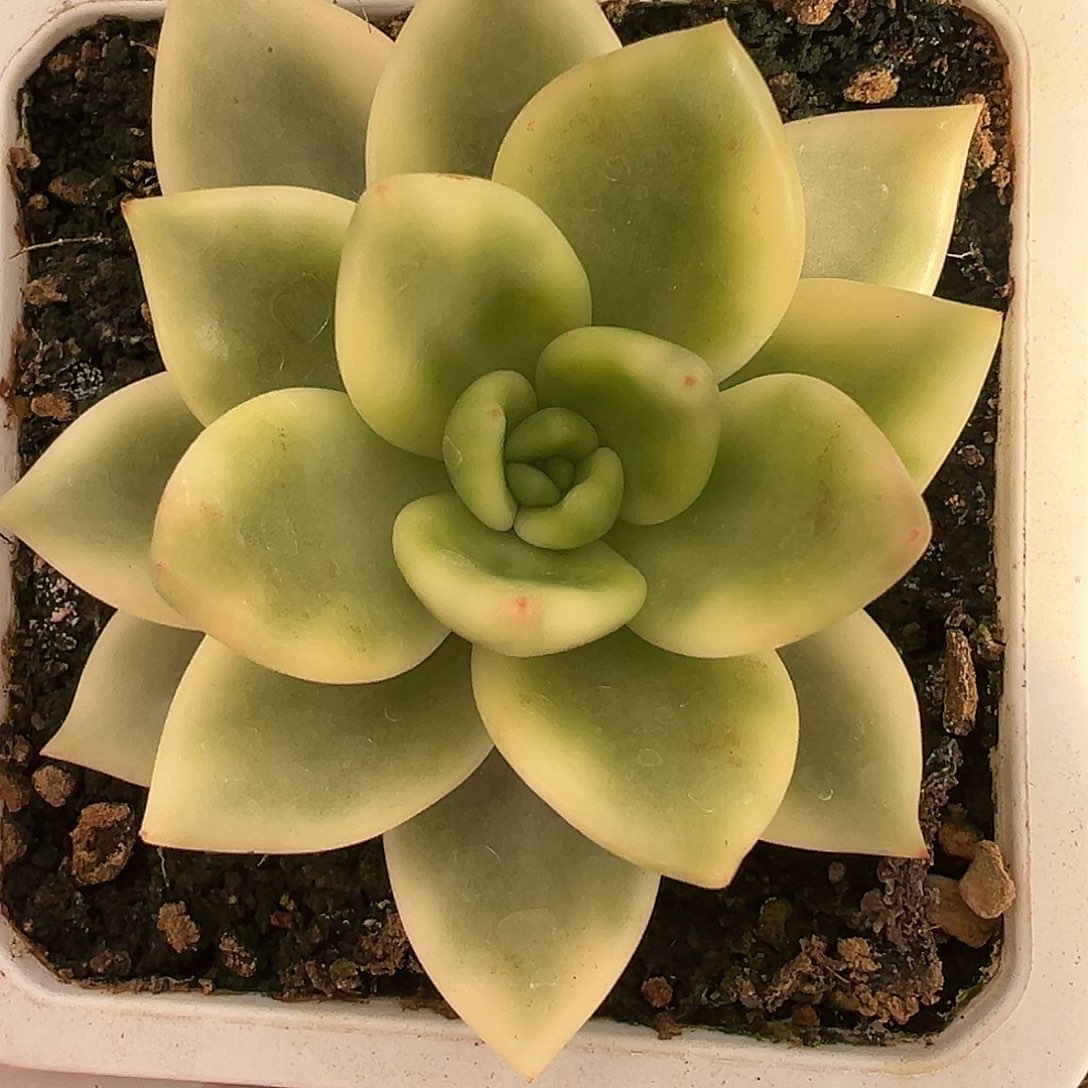 祝之松锦多肉植物
