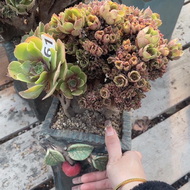 多肉的大肉都不放盐吃