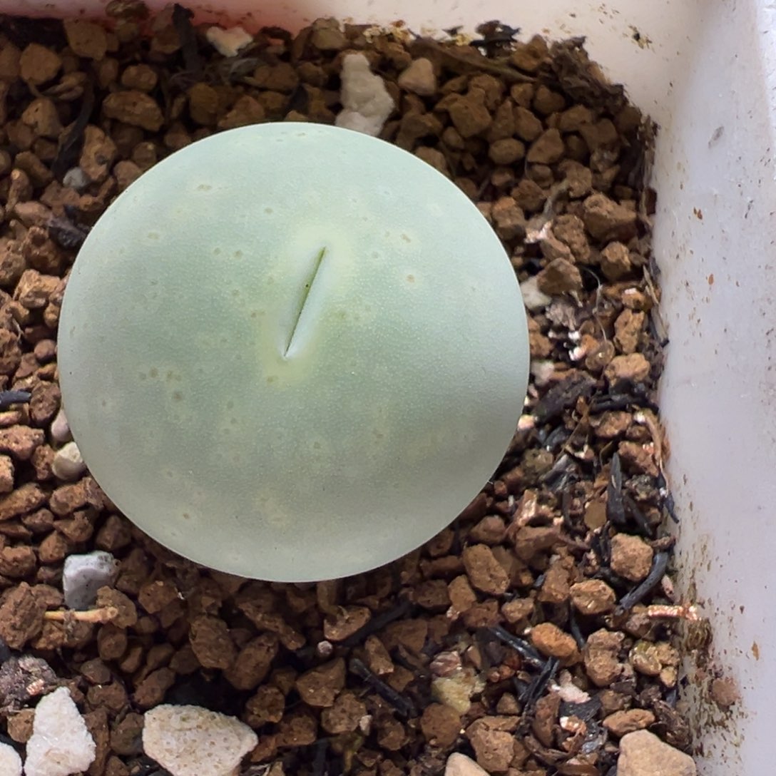 2厘米鸽子蛋多肉植物