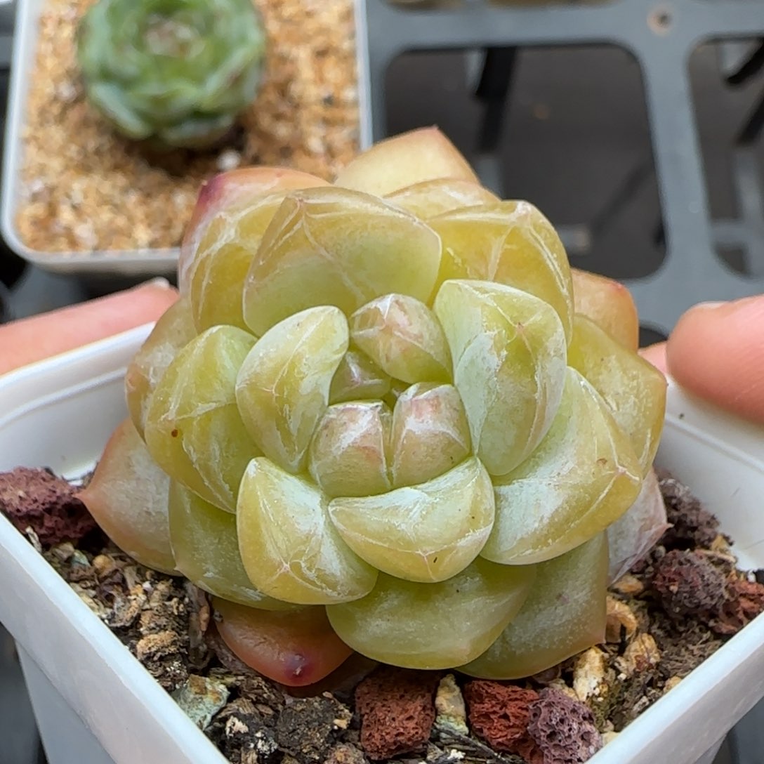 一物一拍琥珀25014