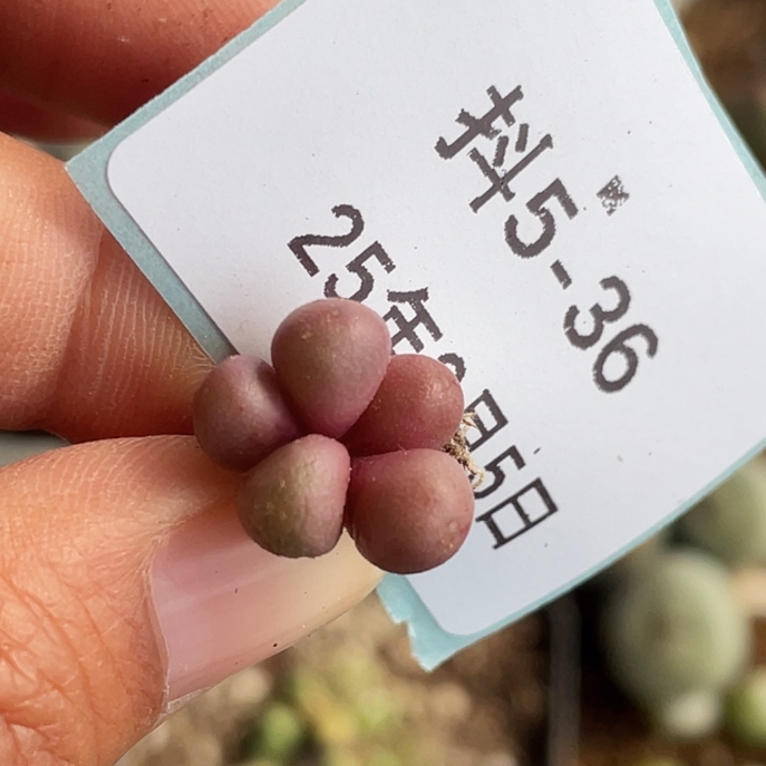 5-36紫葡萄多肉植物