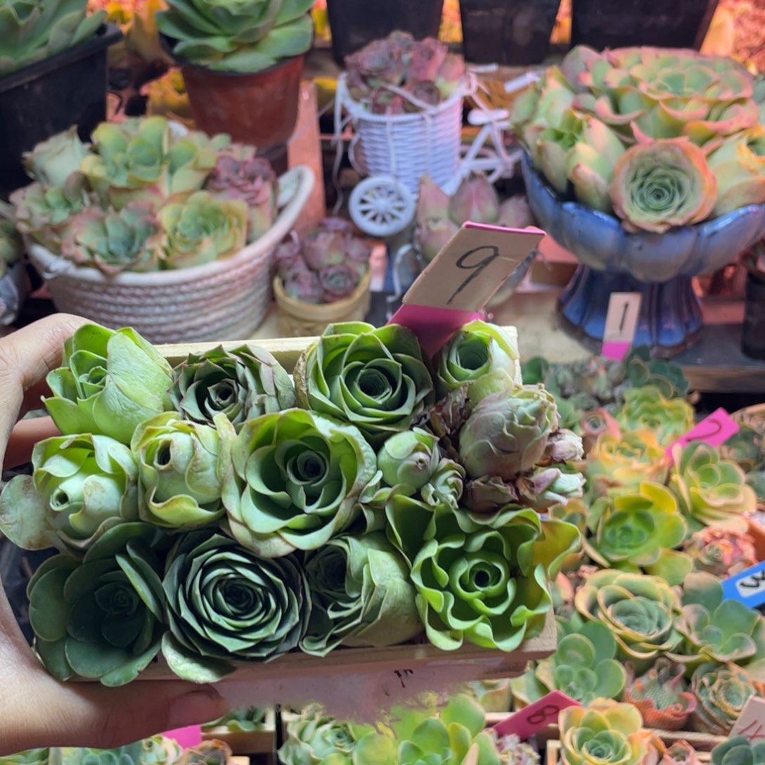 开***心多肉植物山地玫瑰215木盒