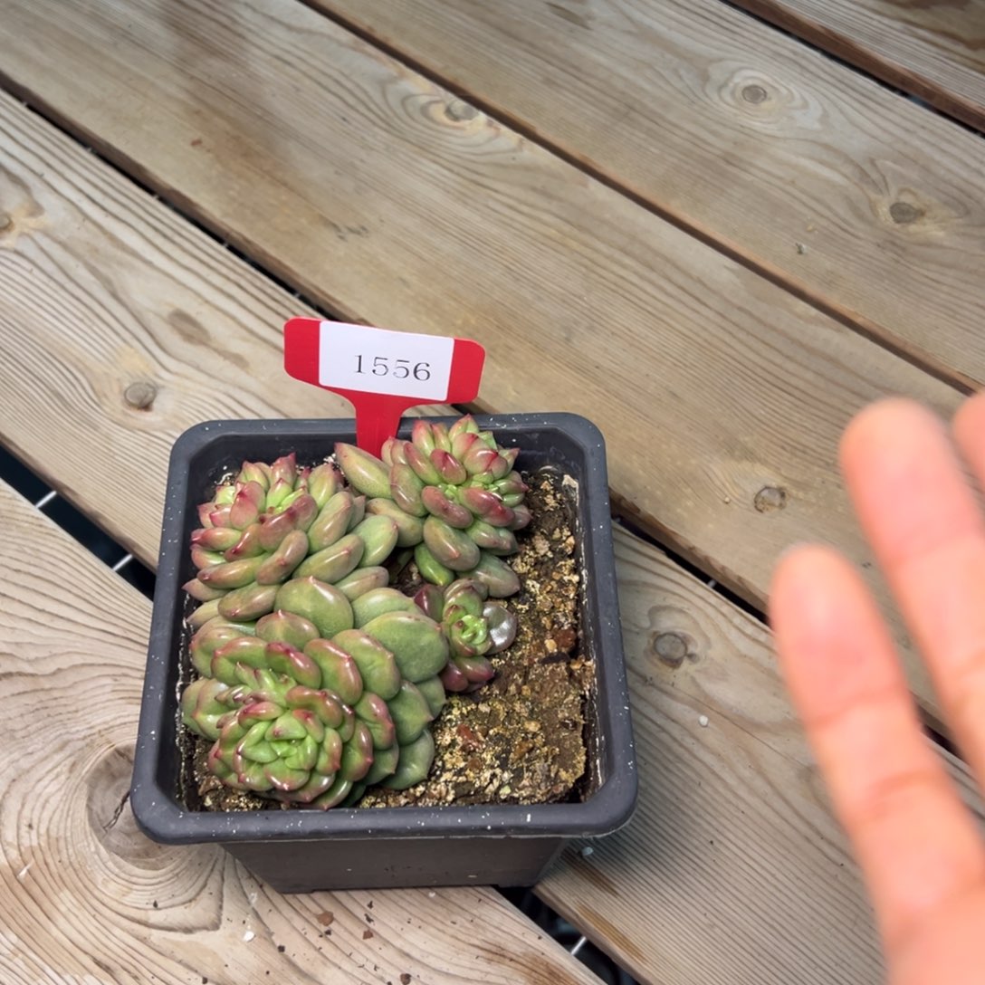 1556肉多哦多么多么