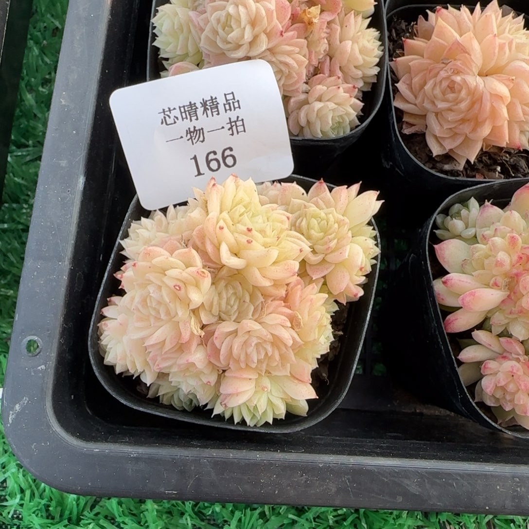 闪购精品多肉166号