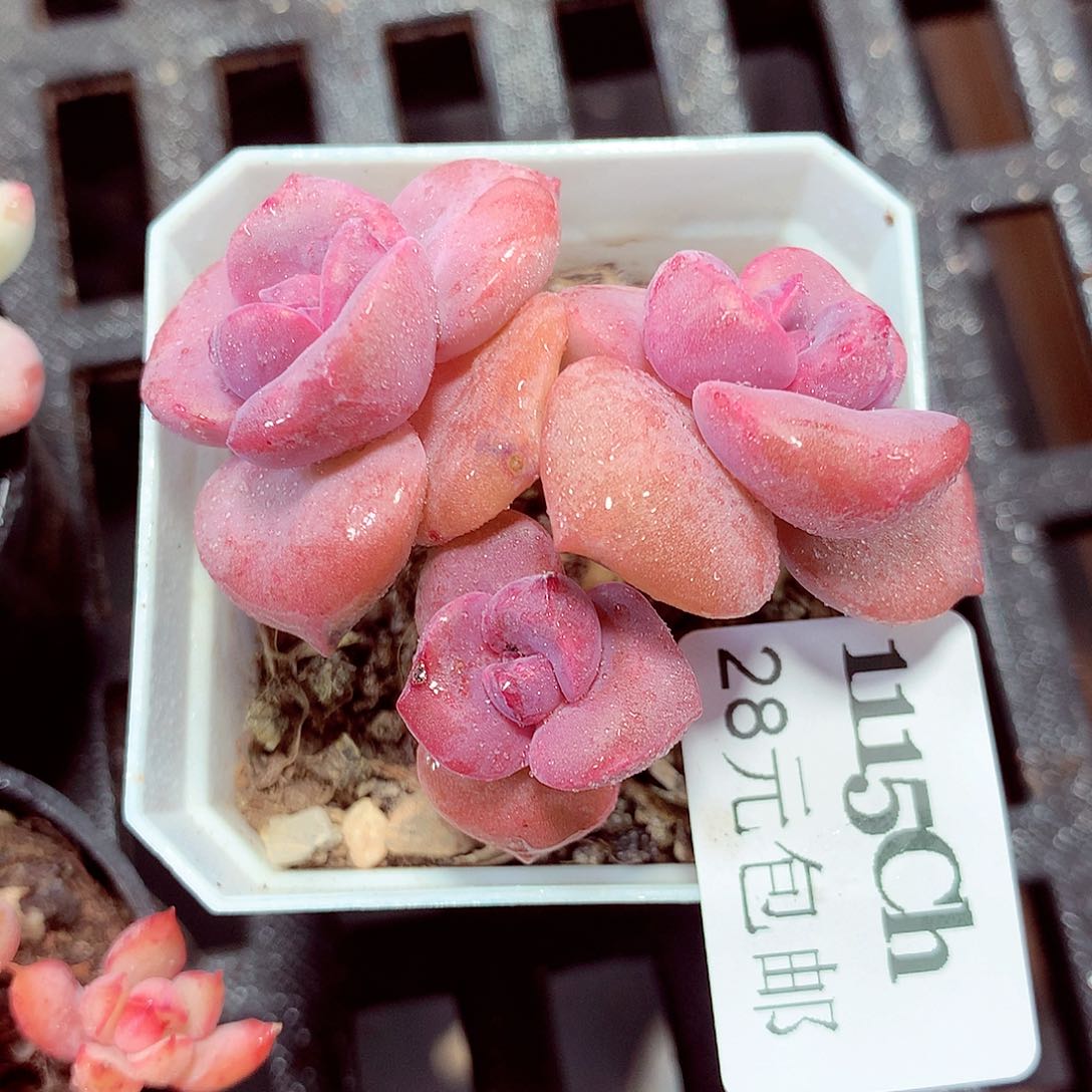 5厘米盆精控多肉1115