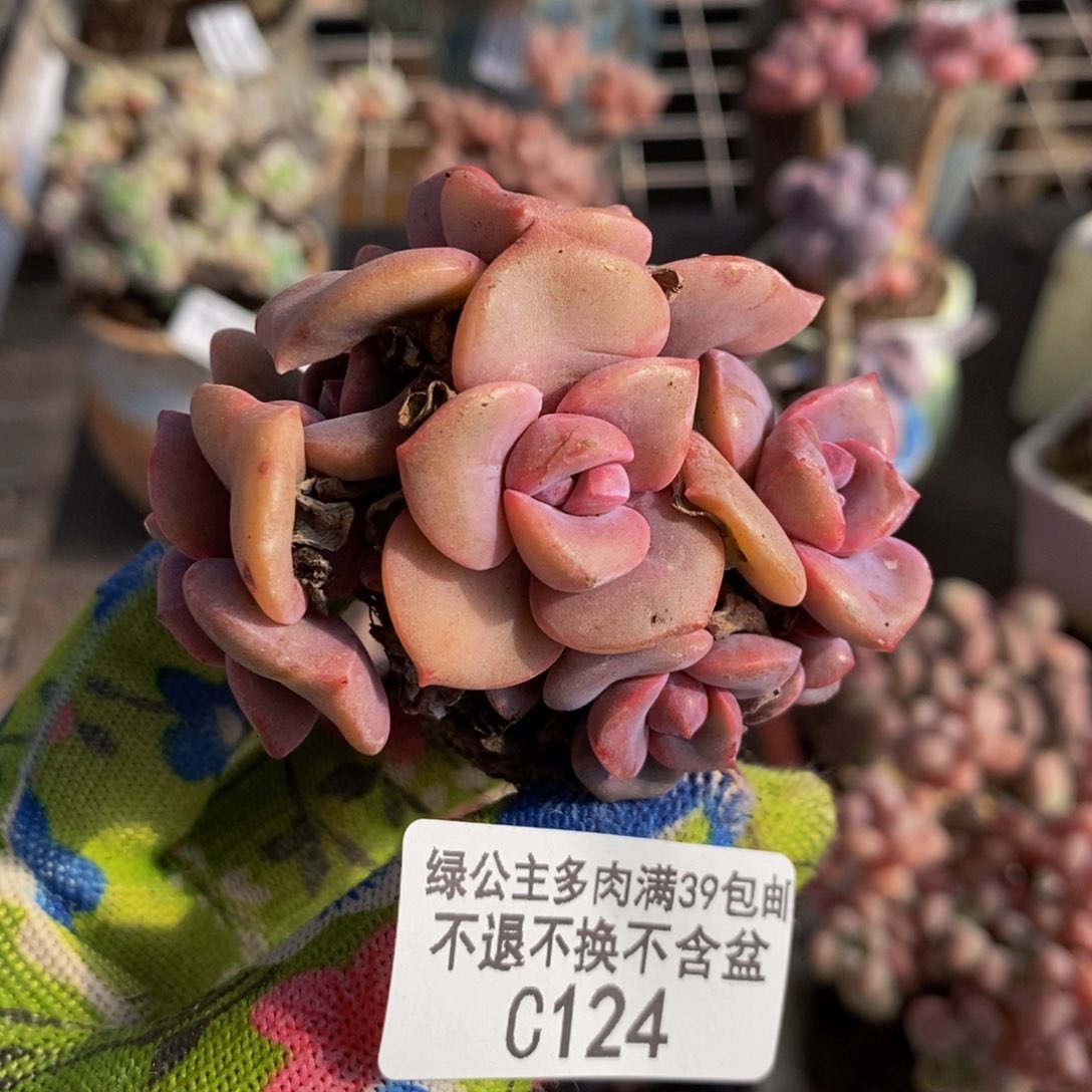 彩虹糖124/5cm的肉